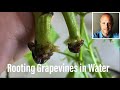 Root Grapevines In Water With Results