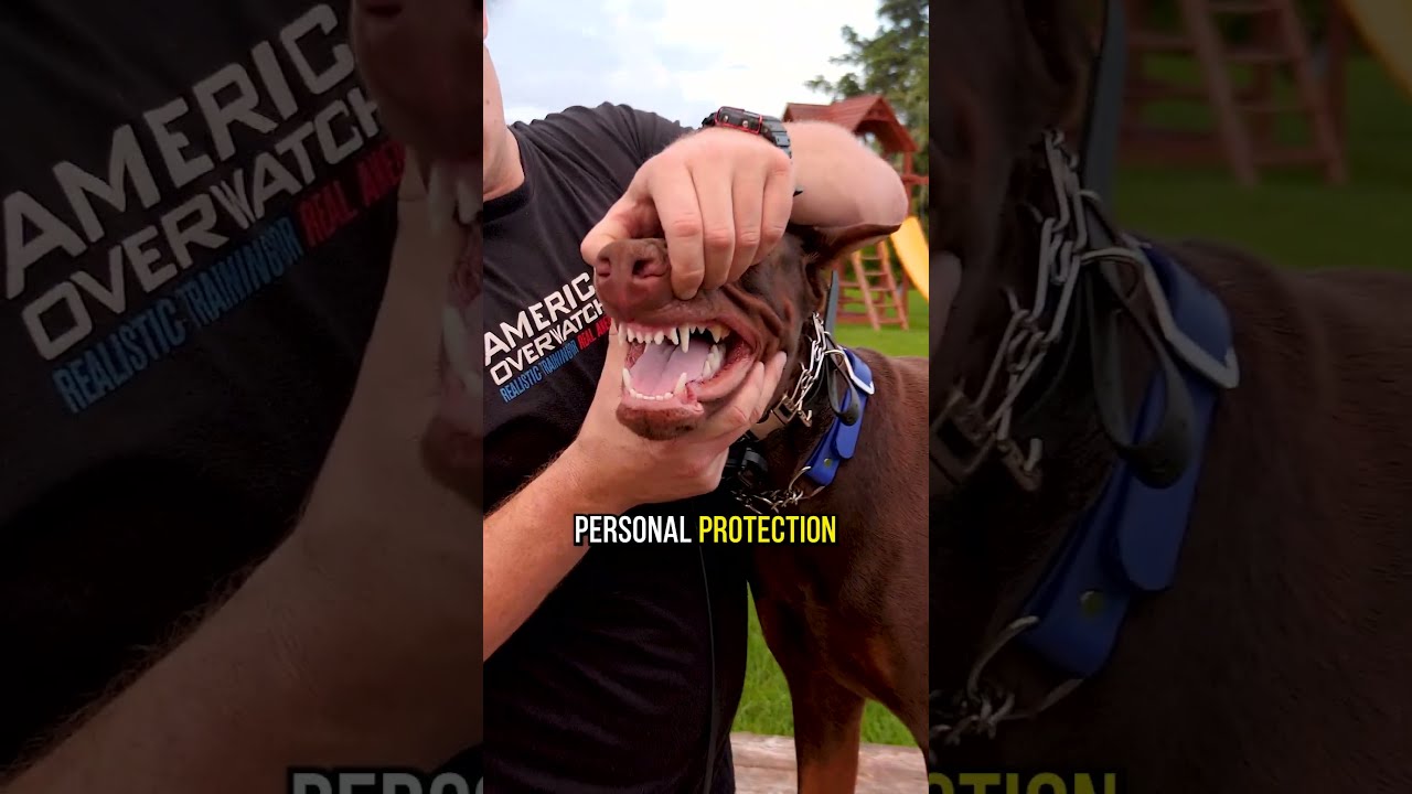 3 Reasons Why YOU Should Get A Doberman