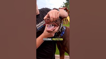 3 redenen waarom jij een Dobermann zou moeten nemen