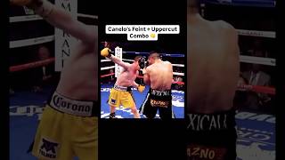 Download Lagu FINTA CANELO! 🔥🥊 #boxing #boxylucha #boxeo #mma #boxefitness #box #kickboxing MP3 Download Lagu FINTA CANELO! 🔥🥊 #boxing #boxylucha #boxeo #mma #boxefitness #box #kickboxing MP3