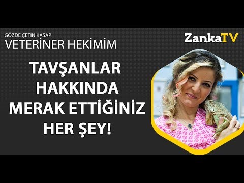 Video: Tavşanlarda Boğaz Ağrısı