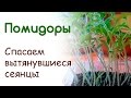 Спасаем пикировкой. Рассада томатов сильно вытянулась.