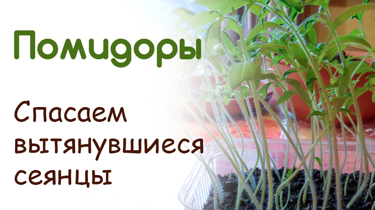 Вытягивается рассада помидор как исправить. Рассада вытянулась. Тонкая рассада помидор. Рассада томатов вытянулась. Рассада помидор вытянулась и тонкая.