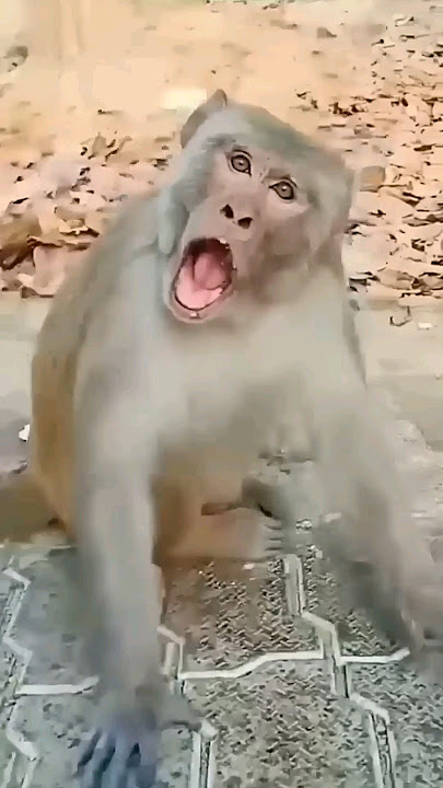 Monyet lucu tertawa 😂