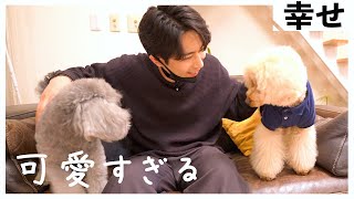 🐶犬が二匹に増えてかわいいが止まらないアラサー男が幸せそう。(後編)【トイプードル】