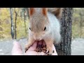 Кормлю ту самую, толстенькую белку / I feed the very, moderately well-fed squirrel