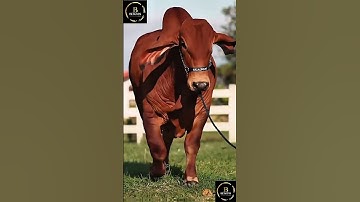 Sapi brahman #cow #sapi #sapigemuk #sapimakan #animals #sapilucu #sapipedaging