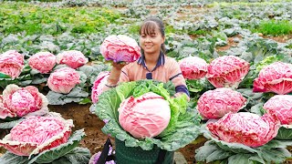 Harvesting Cabbage Goes To Market Sell  Cook cabbage rolls with meat | Phuong Daily Harvesting