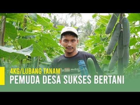 TIPS DAN TRIK SUKSES BUDIDAYA TIMUN