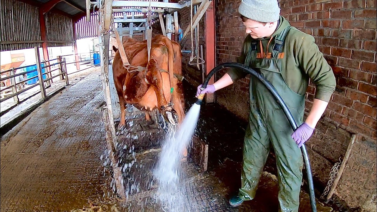 COW LAME ! HORRIBLE DERMATITIS CAUSING HUGE BEFORE CALVING
