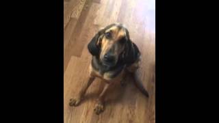 Abby the bloodhound mix at dinner