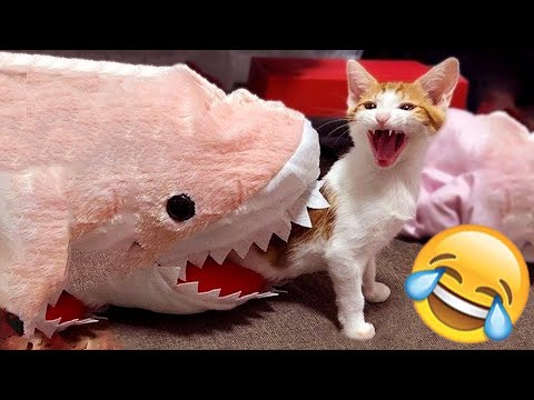 If You Laugh You Lose God Level 😅 Funniest Cats And Dogs #7 😹🐶 Best Funny Animal Videos 2024