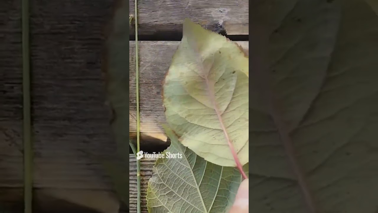 dikotil ve monokotil