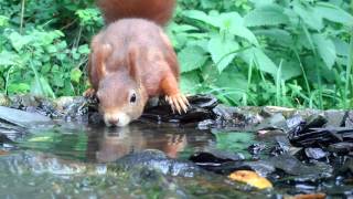 Eichhörnchen trinkt. Eifel, Dohr