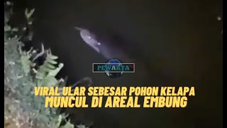 Viral Ular Sebesar Pohon Kelapa Muncul dii Areal Embung