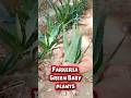 Green Farkeria Propagation 🌱 | Easy Plant Multiplication in New Pots! #Shorts