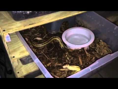eggs florentine New Asian Water Monitor and snakes