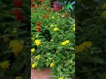#dallas  #red   #and  #yellow  #lantana #shorts  #youtubeshorts  #shortsvideo