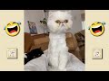 Funny 😹 Cats And 🐶 Dogs Videos - Funny Animal Videos 😂