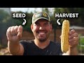 Growing Corn, From Seed to Harvest 