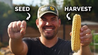 Growing Corn, From Seed to Harvest