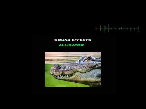 SOUND EFFECTS ALLIGATOR 