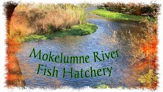Mokelumne River Fish Hatchery