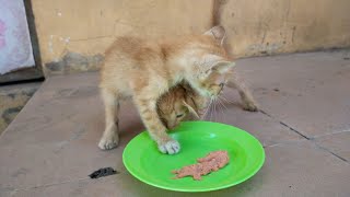 Rescue two poor orange kitten cat from hungry