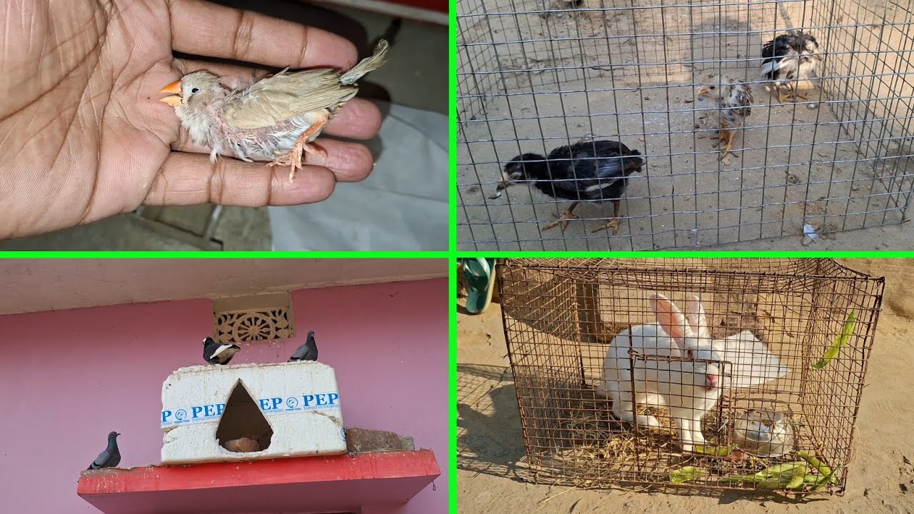 Female Jevra Fenches Ab nhi raha 😢 | Pets Vlogs | Love Birds | Daily Routine 