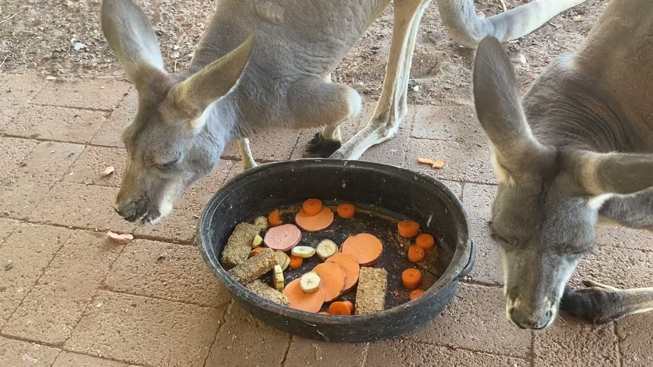 Roos. February 6th, 2026.