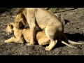 Selous Lion & Lioness Mating 24 12 12