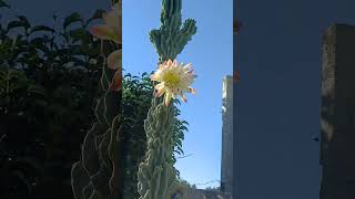 Cacto monstro florido! Lindo!