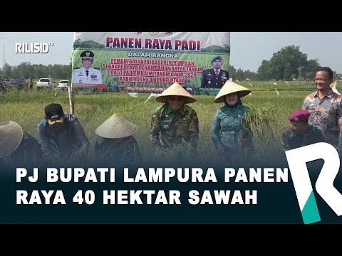 PJ Bupati Lampura Panen Raya 40 Hektar Sawah