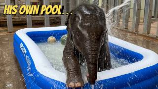 This Baby Elephant Has His Own Swimming Pool… PURE CHAOS 🐘💦