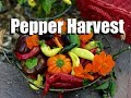 Pepper Harvest /  Sweet & Hot / All Kinds of Colors, Shapes & Sizes