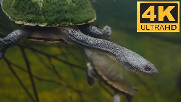 Khám Phá Hệ Sinh Thái Cá Amazon: Piranha, Arapaima, Cá Điện và Những Bí Ẩn Dưới Nước — FULL