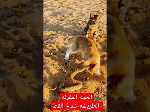 الحيه المقرنه الطريشه تلدغ القط فى لقطة نادرة
