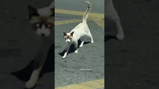 Cute Cats 🥰 #cute #cat #catlove #short