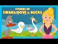 Stories Of Swans, Dove &  Duck |Animated Stories For Kids|Moral Stories and Bedtime Stories For Kids