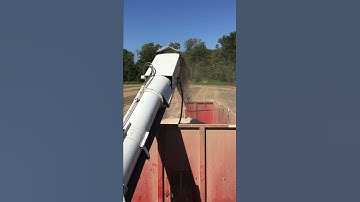 unloading navy beans.