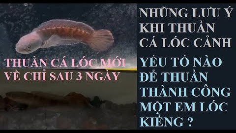 Cá cảnh An An | Cách thuần Cá Lóc kiểng sung, dạn đơn giản hiệu quả #cacanhanan