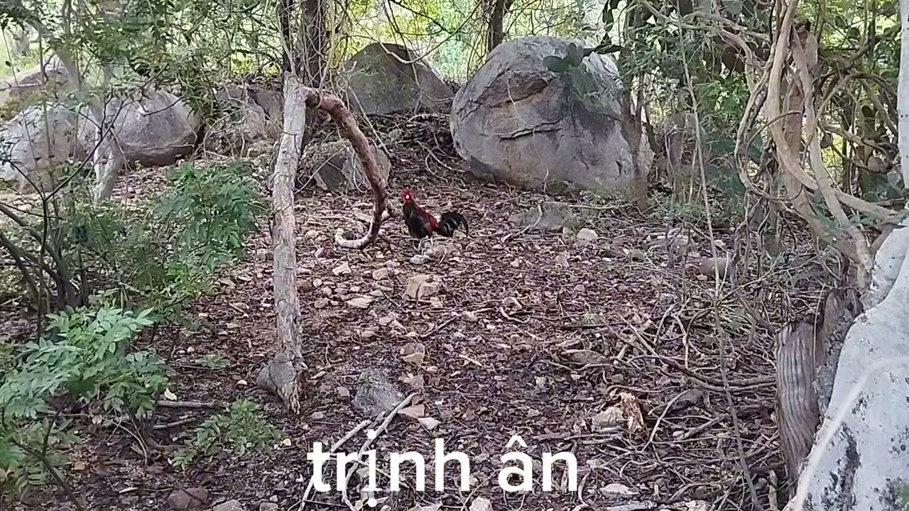 Bẩy gà rừng đầu mùa ngày 14.10.2025.