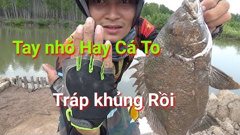 Thử Thách Ăn Sống Cá Hanh Siêu To Khổng lồ  Sashimi Sea Bream