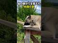 血の繋がりを超えた、犬と猫の究極の愛 #犬と猫 #感動 #究極の愛
