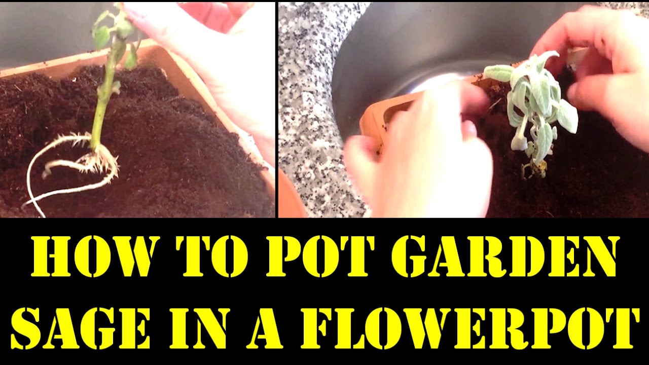 How To Grow Organic Garden Sage - Transplanting HD video