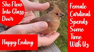 Female Cardinal Rescue - Songbird Rescued After Flying into Glass Door