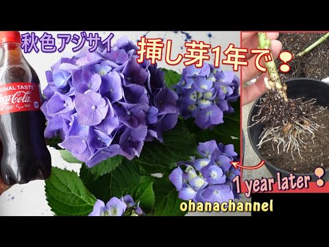 【アジサイ】秋色アジサイの挿し芽から開花まで！Hydrangea Propagate from cuttings🌱