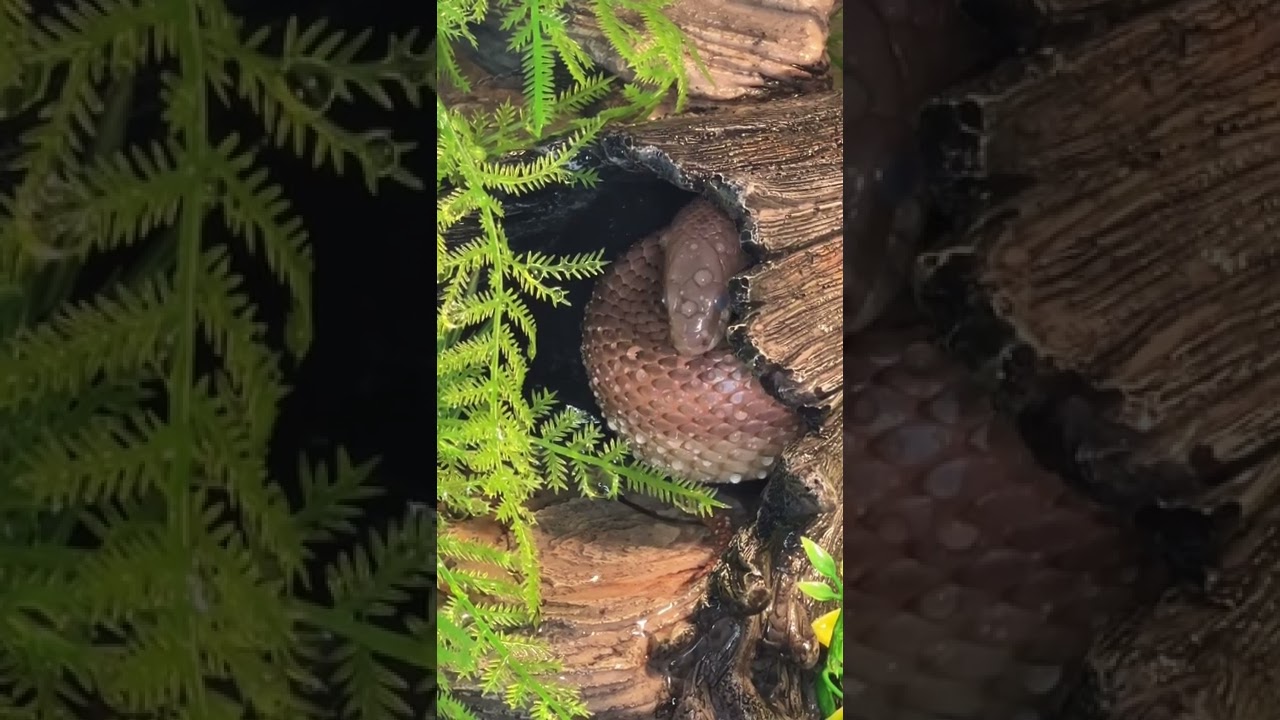 Baby corn snake enjoys a drink of water, before sneezing.