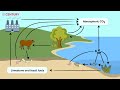 Carbon Cycle Quiz