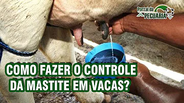 O que fazer para curar mastite de vaca?